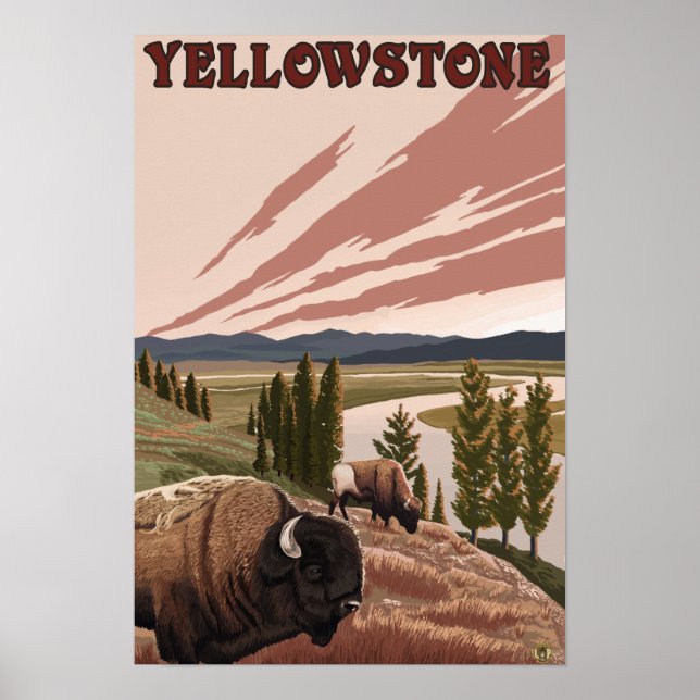Poster Scène de YellowstoneBison (Devant)