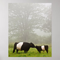 Scène désagréable de la vache galloway ceinturée q