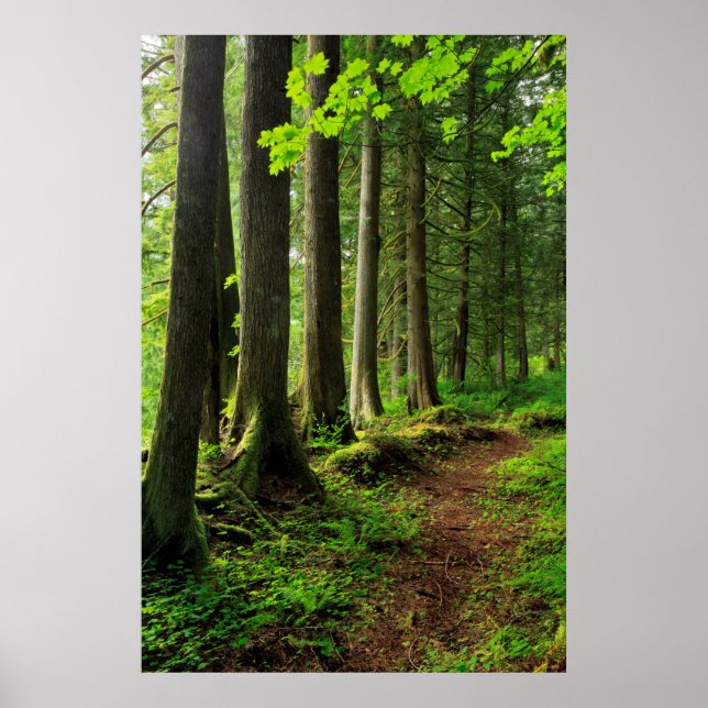 Poster Scenic Green Forest (Devant)