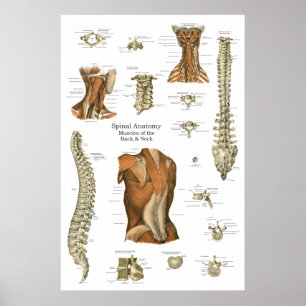 Poster Schéma d'anatomie des muscles spinaux humains