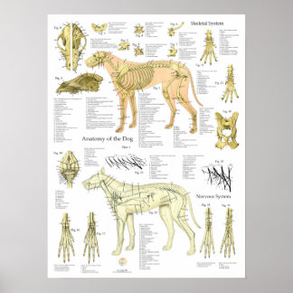 Poster Schéma de l'anatomie des nerfs squelettiques du ch