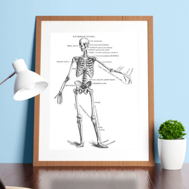 Poster Schéma vintage de médecin squelette anatomie médic (Créateur téléchargé)