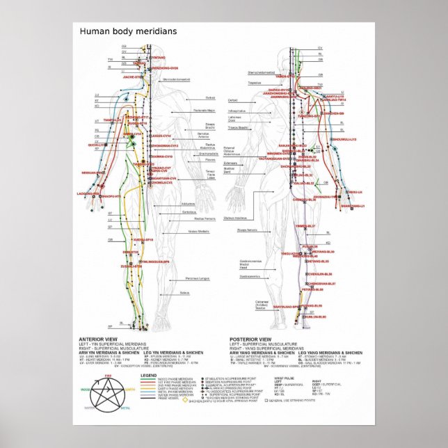 Poster Schematische Chinesische Meridiane Muskulat (Vorne)