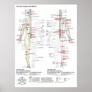 Poster Schematische Chinesischer Muskulatur-Bod