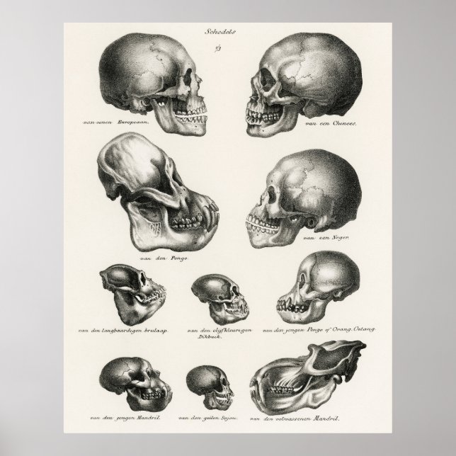 Poster Schinz de Visser Singe Humain et Crâne Ape (Devant)