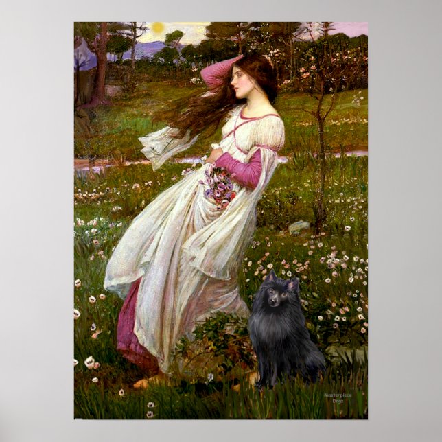 Poster Schipperke 2 - Windflowers (Devant)