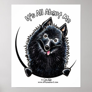 Poster Schipperke IAAM