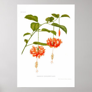 Poster Schizopetalus de ketmie