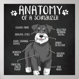 Poster Schnauzer Dog Anatomie Best Dog