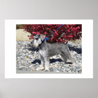 Poster Schnauzer miniature