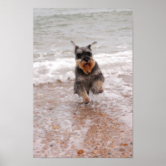 Poster Schnauzer miniature en mer