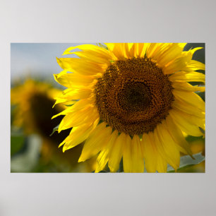 Poster - Schöne gelbe Sonnenblume in Nahaufnahme