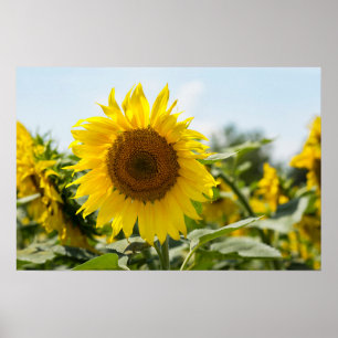 Poster - Schönes Sonnenblumenfeld 