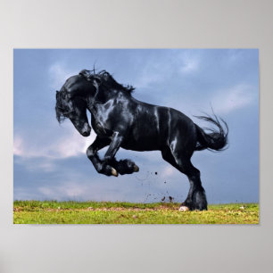 Poster - Schwarzfriespferd läuft gratis