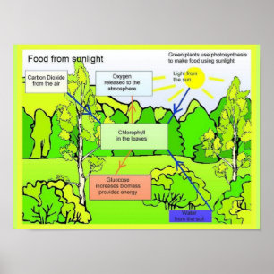 Poster Science, Plante et photosynthèse