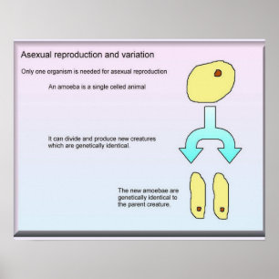 Poster Science, Sciences de la vie Reproduction sexuelle