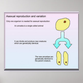 Poster Science, Sciences de la vie Reproduction sexuelle