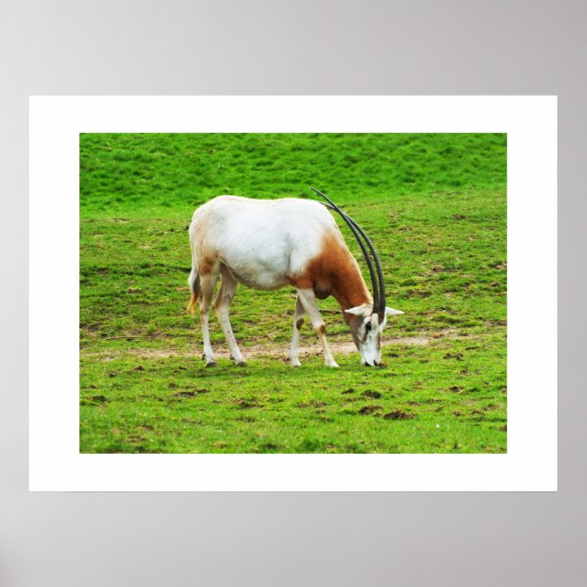 Poster Scimitar oryx (Devant)