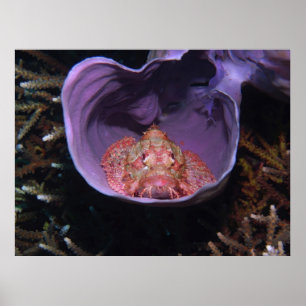 Poster Scorpionfish dans un bol