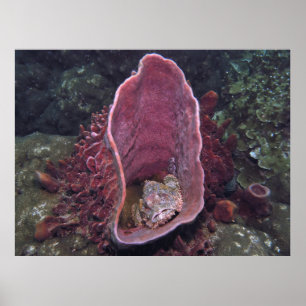 Poster Scorpionfish dans une éponge