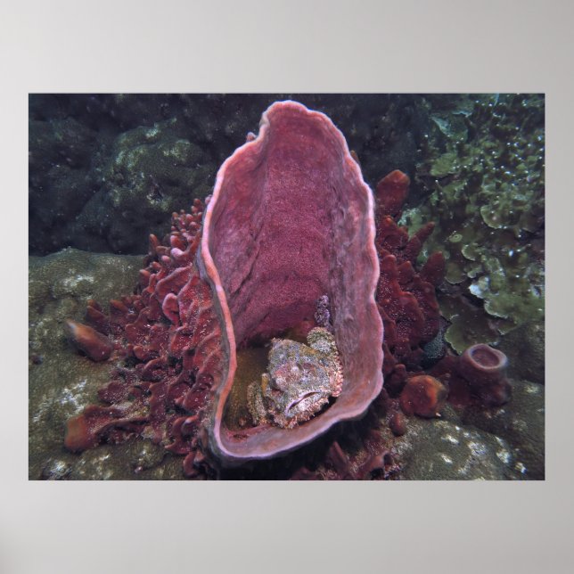 Poster Scorpionfish dans une éponge (Devant)