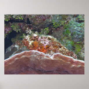 Poster Scorpionfish sur une éponge