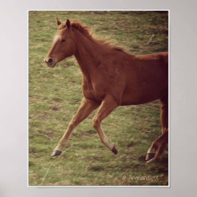 Poster Scotch in Motion (Devant)