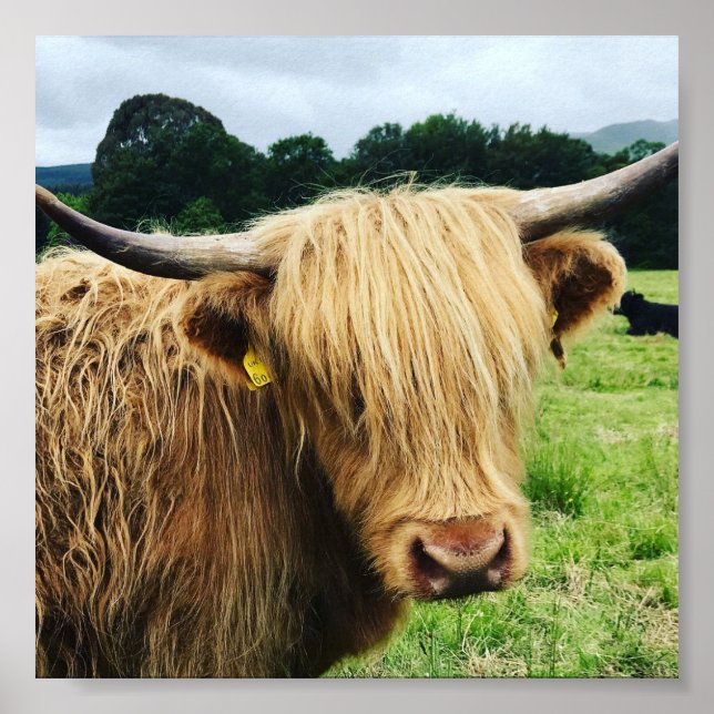 Poster Scotland Highland Cow Art Photo (Devant)