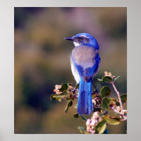 Scrub Jay
