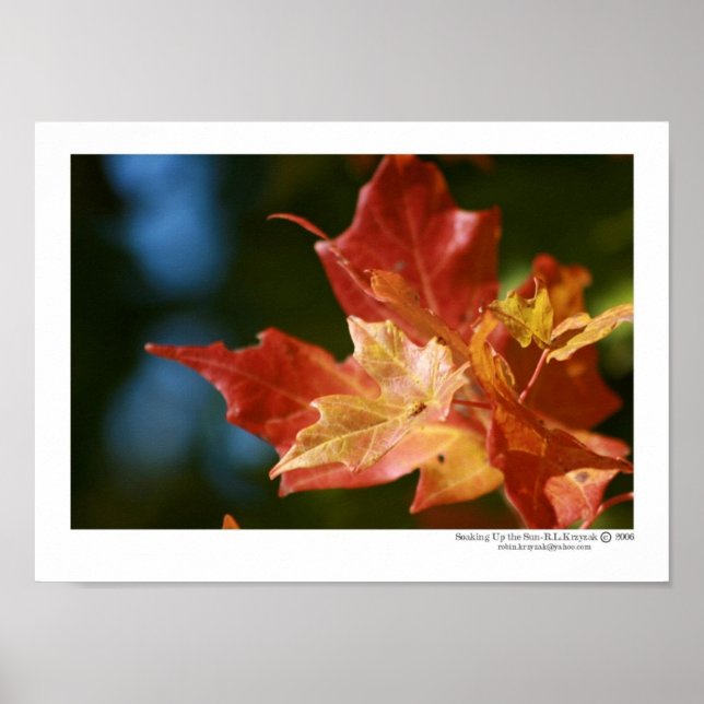 Poster Se prélasser du soleil (Devant)