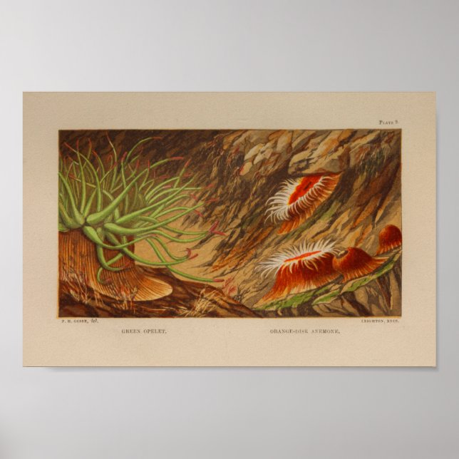 Poster Sea Anemone Ocean Animaux Couleur Art Imprimer (Devant)