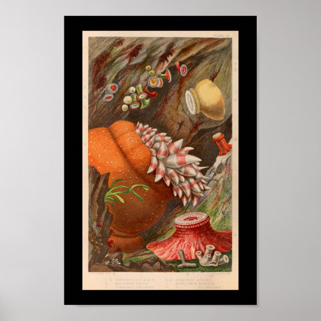 Poster Sea Anemone Red Marine Life Imprimer (Devant)