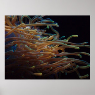 Poster Sea anemones