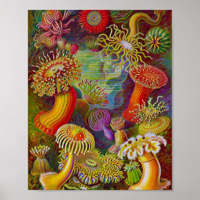Poster Sea Life - Illustration scientifique (Devant)