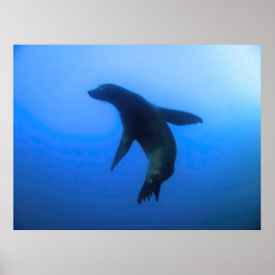 Poster Sea Lion Pose
