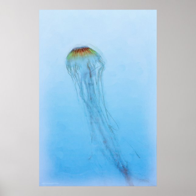 Poster Sea Nettle (Devant)