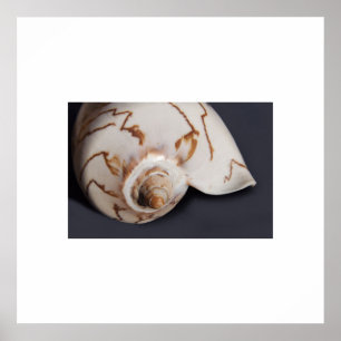 Poster Sea Shell