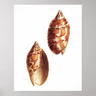 Poster Sea Shell no.5 Art Décor