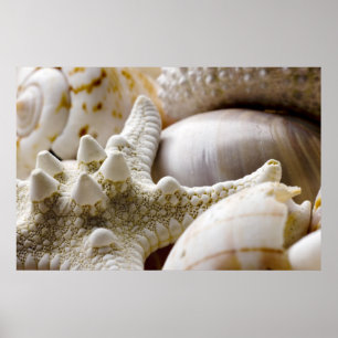Poster Sea Shell Starfish Arrière - plan - Beach Shells