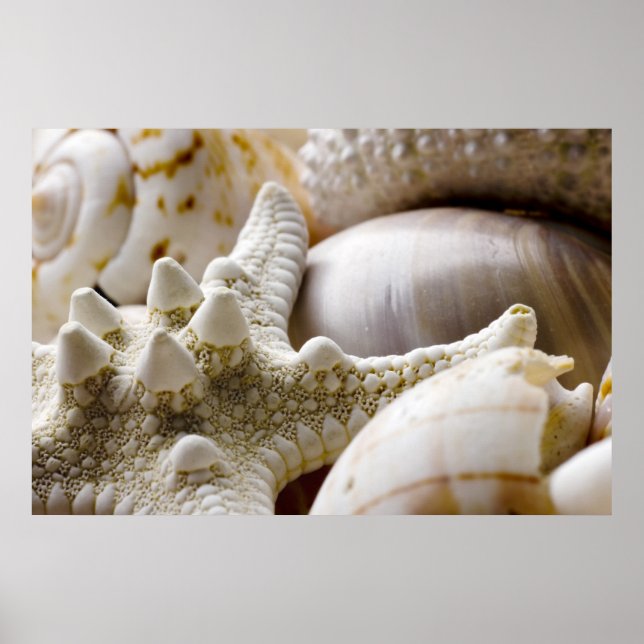Poster Sea Shell Starfish Arrière - plan - Beach Shells (Devant)