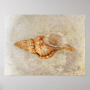 Poster Sea Shell Vintage Ocean Beach Texture