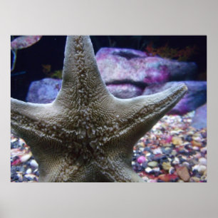 Poster Sea Star