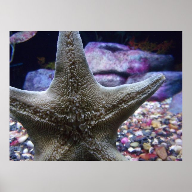 Poster Sea Star (Devant)