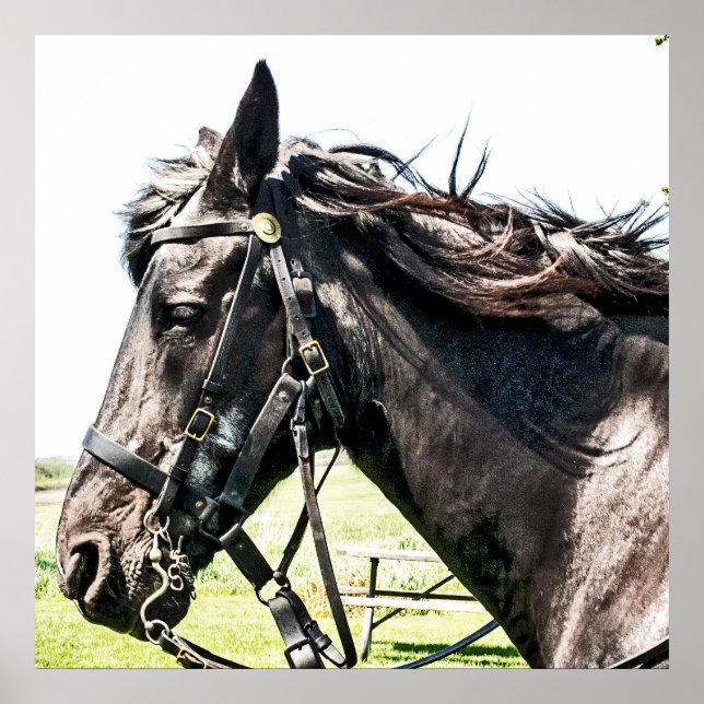 Poster Seabiscuit (Devant)