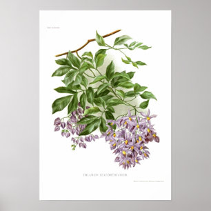 Poster Seaforthianum de solanum