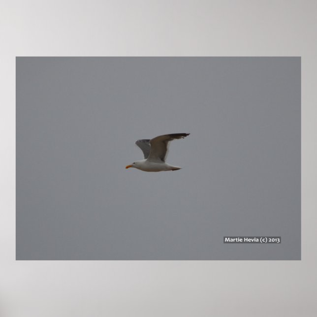 Poster Seagull Wings (Devant)