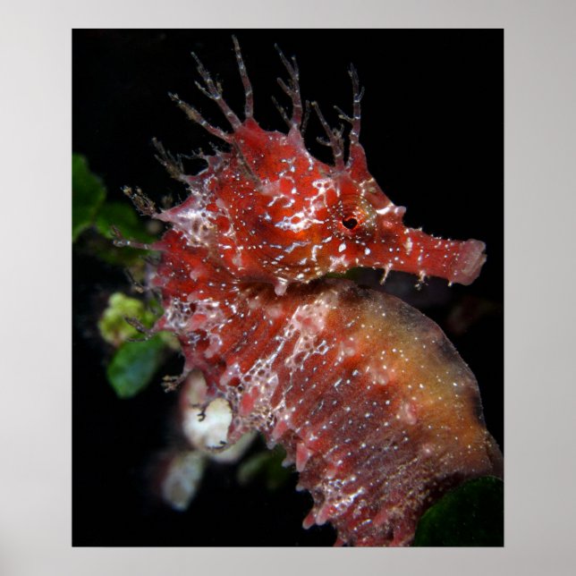 Poster Seahorse | Pony Female Begur (Devant)
