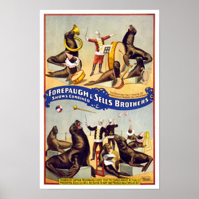 Poster Seals de cirque magnifiquement entraînés, 1899. Vi (Devant)