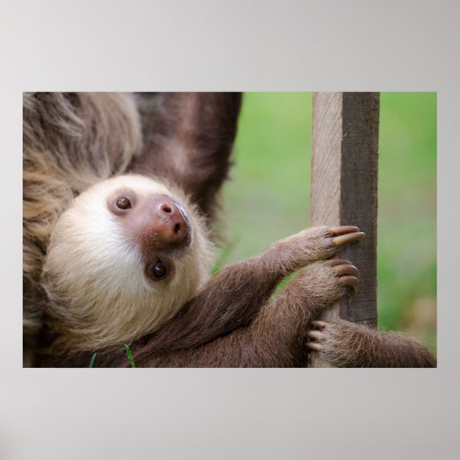 Poster Sean Graesser Sloth (Devant)