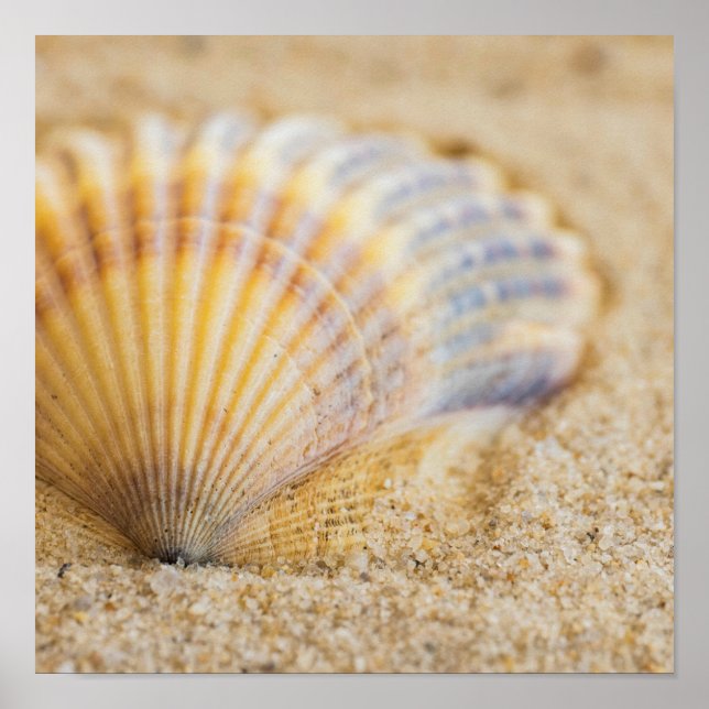 Poster Seashell (Devant)